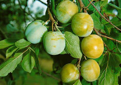 Claudia Verde - Prunus Domestica - Albero - Vaso 24 - H 150/170 - C 8/10
